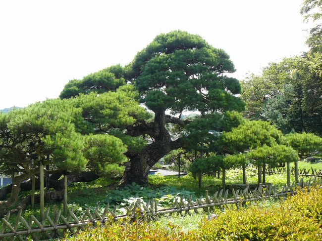 �֍��̏��E�S�i