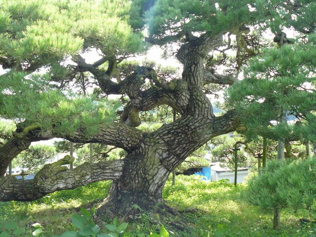 �֍��̏��E��