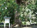 糠部神社御神木として信仰されている推定樹齢８５０年の杉の大木
