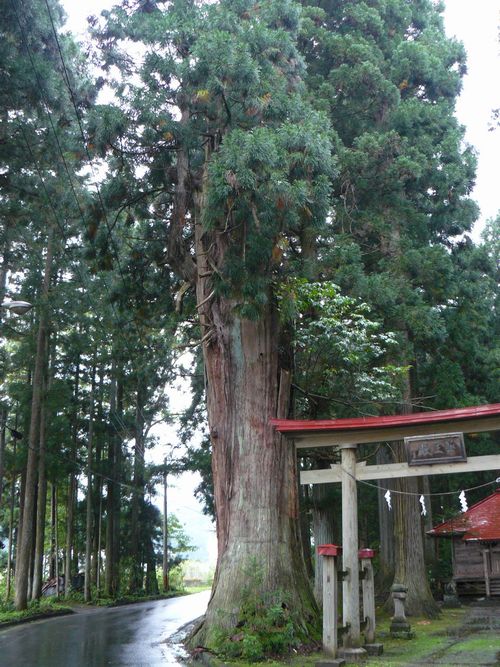 �R����t��