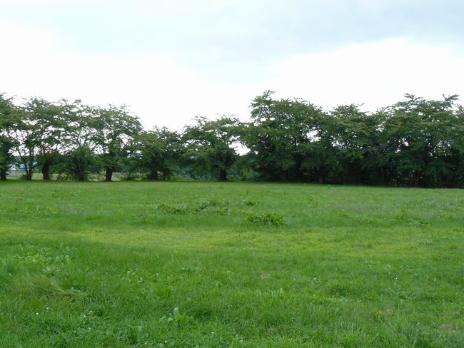 �X�s�E�Q����