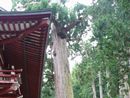 円覚寺竜灯杉は船乗りの信仰の対象となった大木