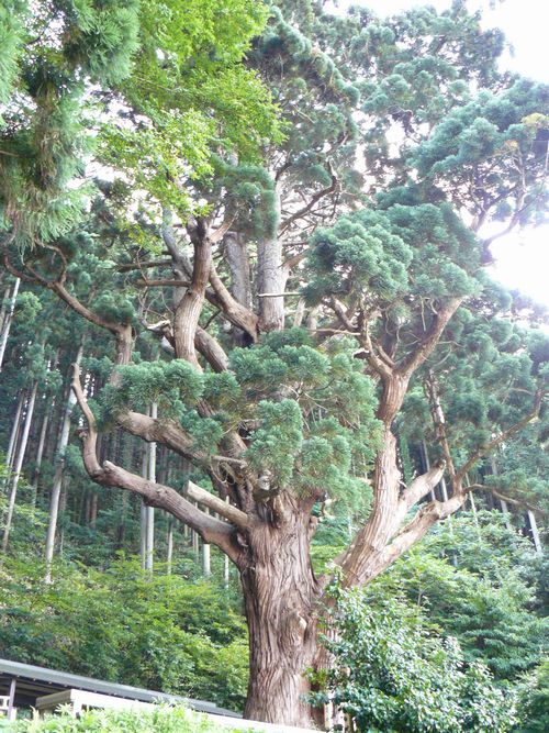 関の甕杉