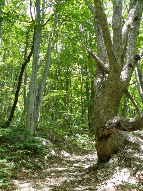 �܏��쌴�s�E���q�_��