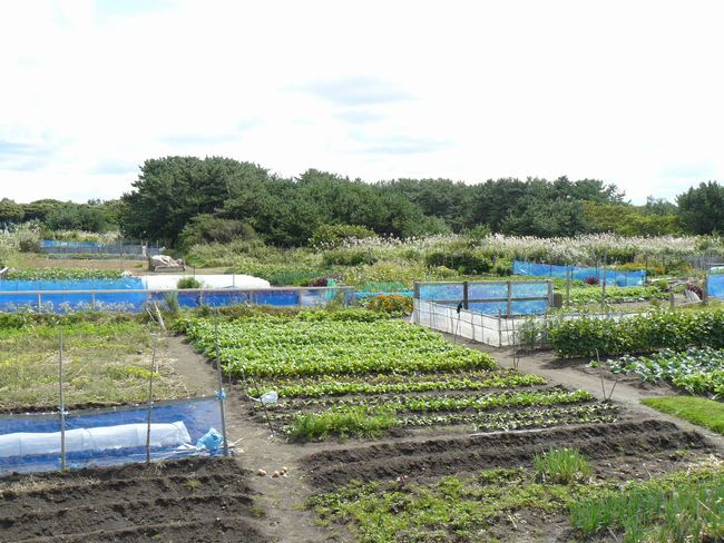 �\�O�΁E�\�O�����