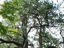 川倉賽の河原境内に生えるクロマツの大木
