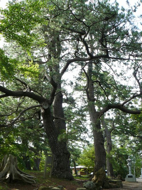 �܏��쌴�s�E��q�΂̉͌�