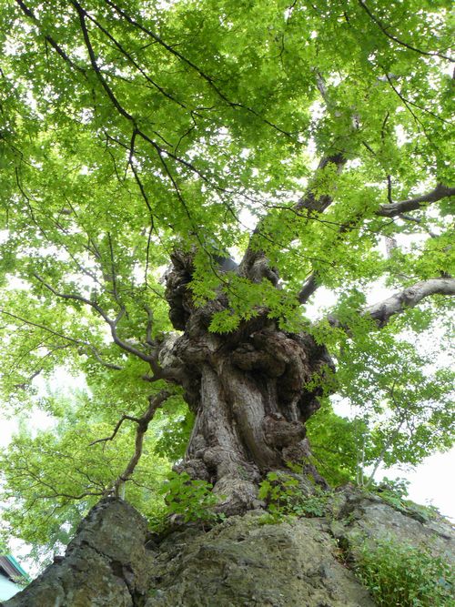 ���Ύs�E��t��