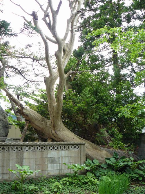 �ނs�E��������{