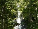奥入瀬渓流：白布の滝