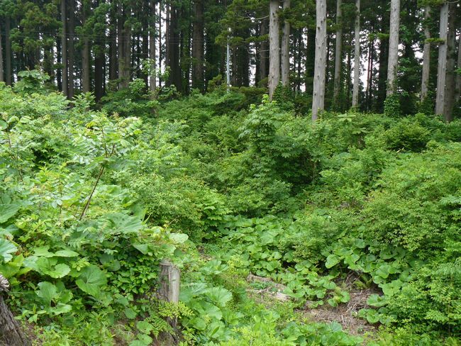 �Ìy�����E�H�c��