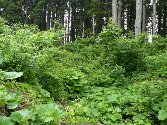 �Ìy�����E�H�c��