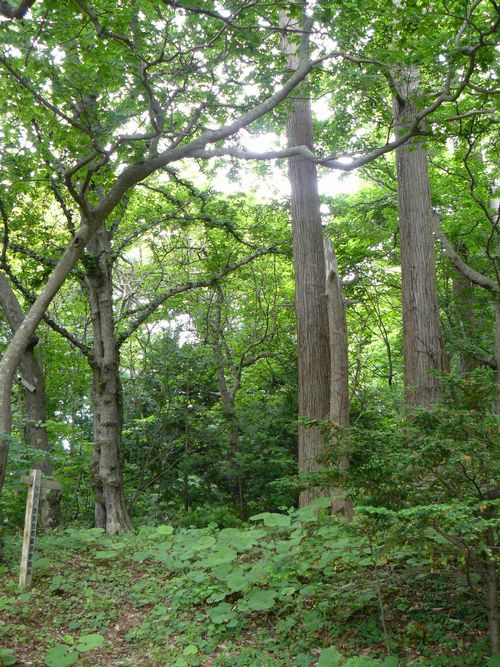 �Ìy�����E���ʔ����{