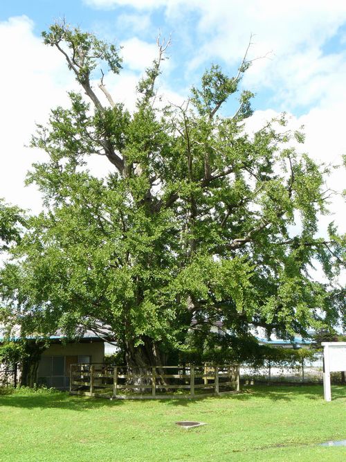 ����s�E�䉼��