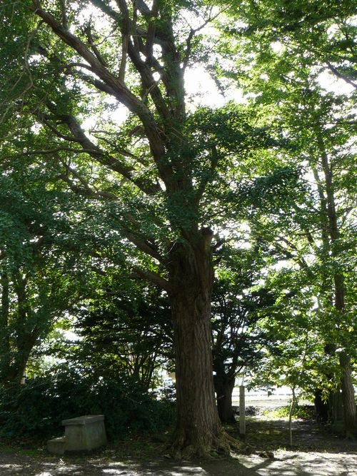 ����s�E���錩�_��